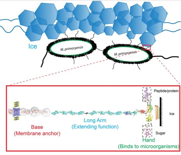 TUe SA Guo Structure
