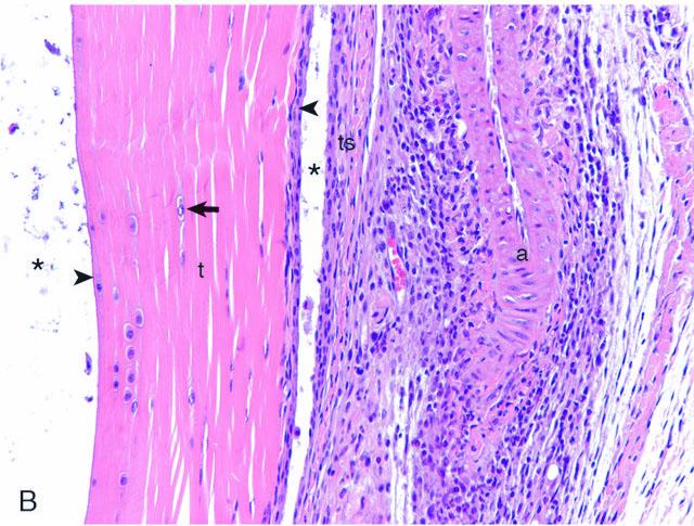 Borrelia burgdorferi Infection of Mice