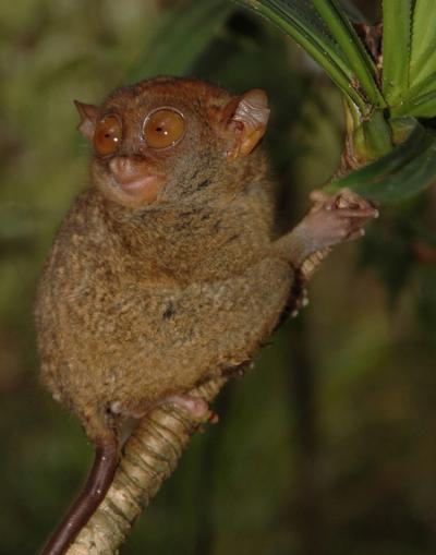 Philippine Tarsier