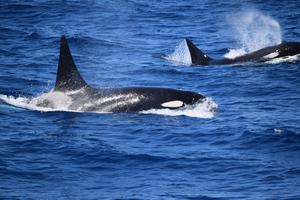 Killer whales