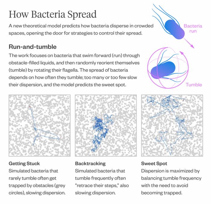 How Bacteria Disperse