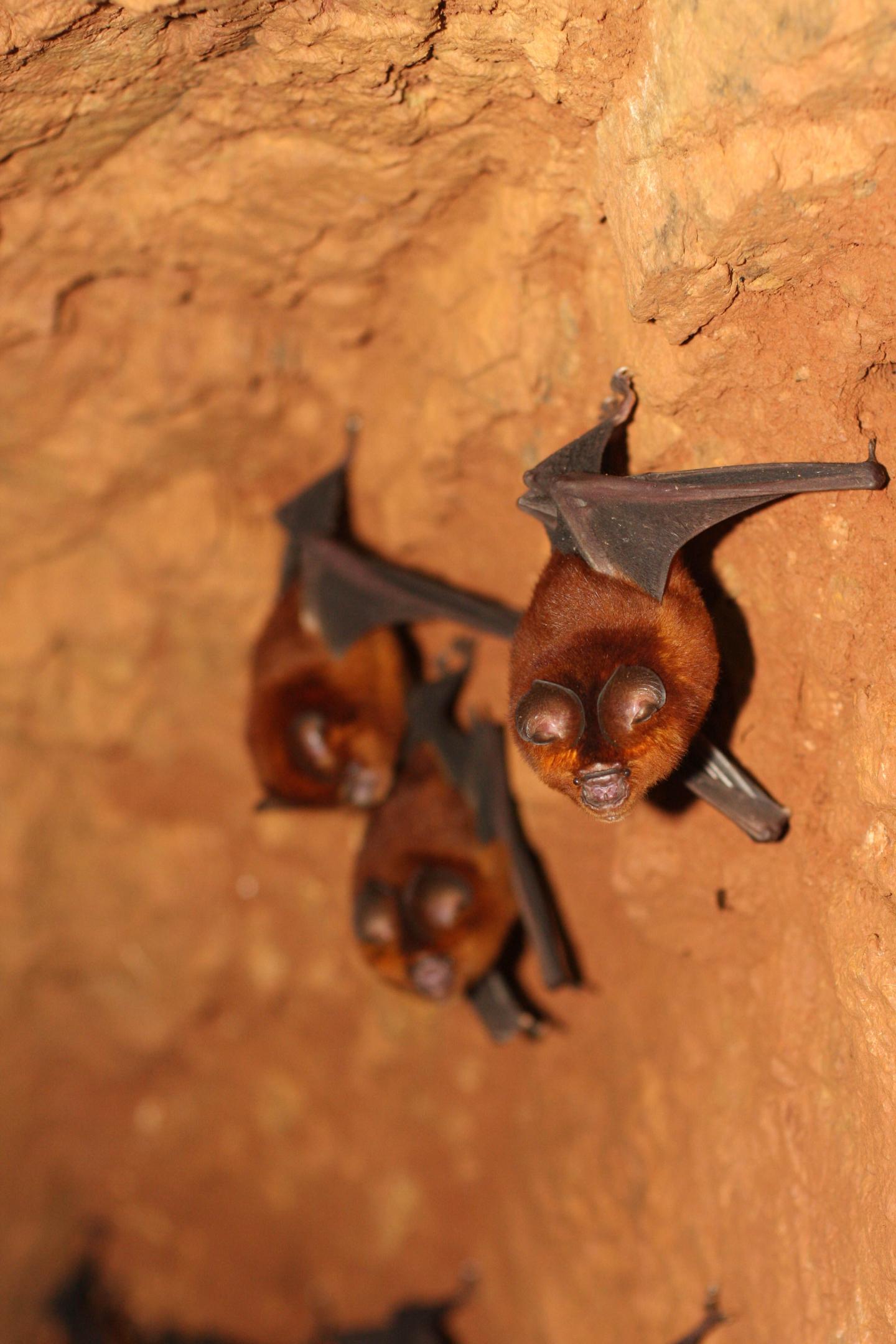 A Colony of a New, Yet to Be Described Species of Bat