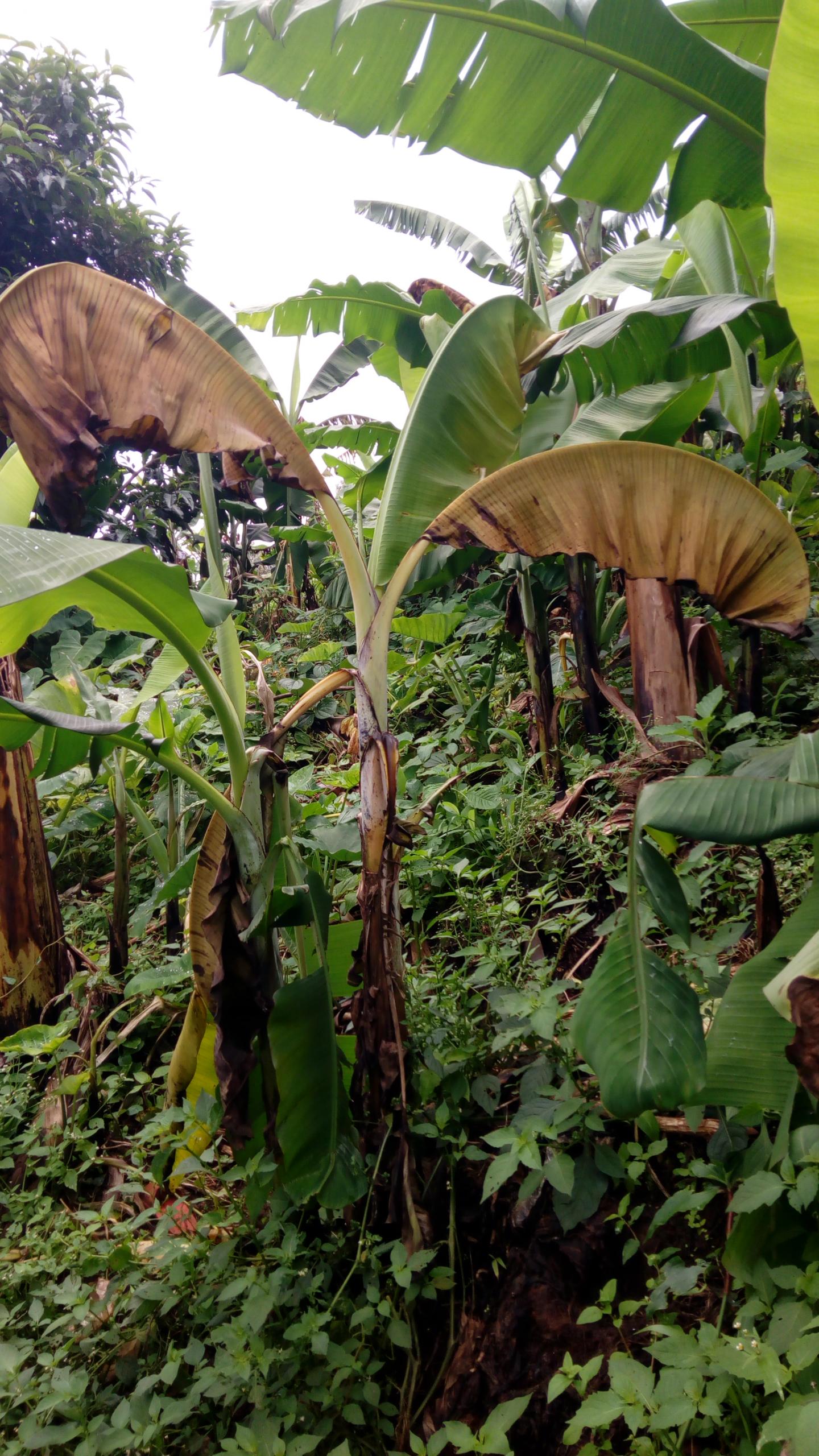 Xanthomonas Wilt of Banana