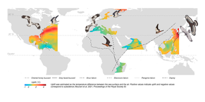 Autumn migration trajectories