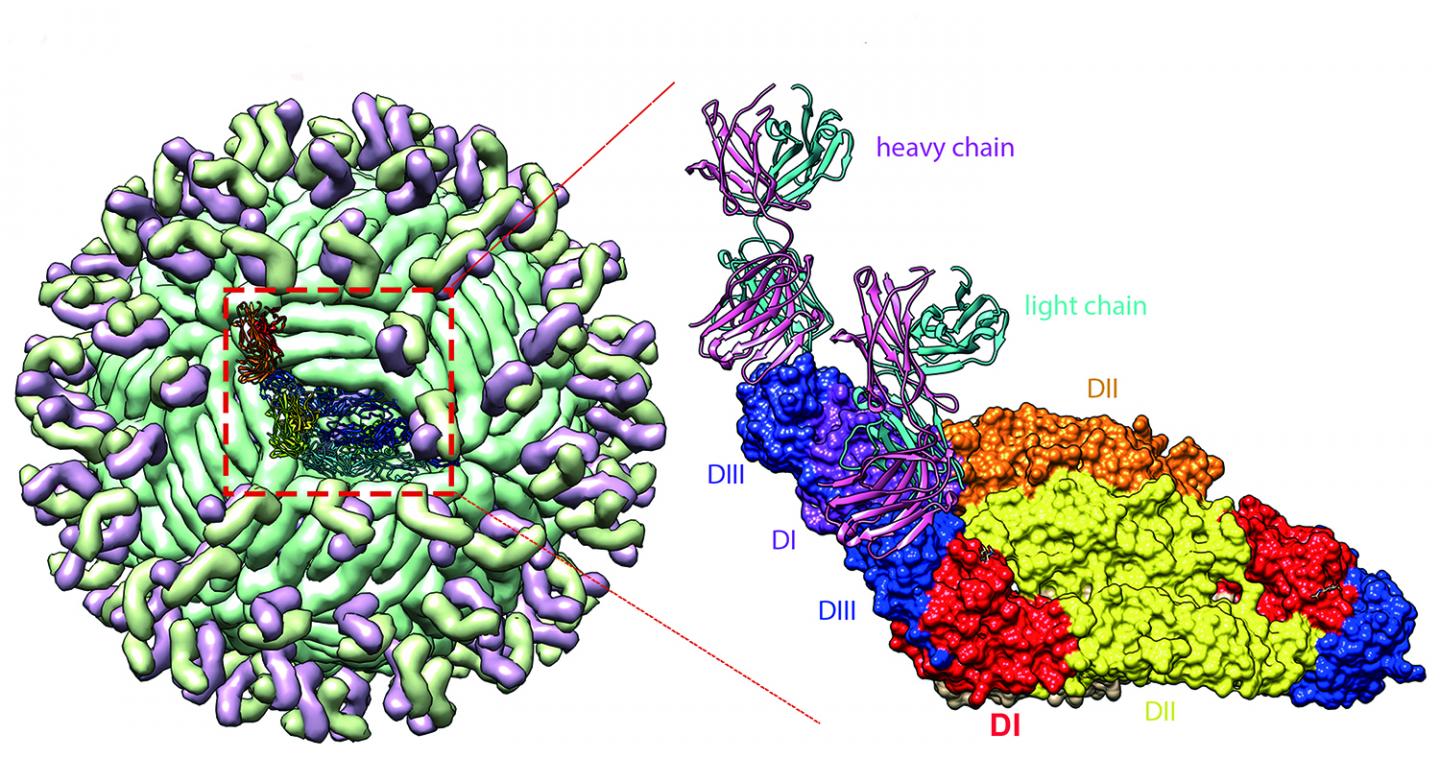 Zika Antibodies from Infected Patient Thwart EurekAlert!