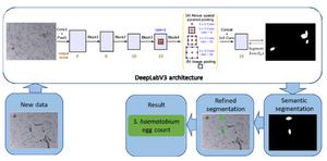 Schematics of the proposed two-stage diagnosis framework urogenital schistosomiasis with DeepLabV3-MobileNetV3 deep learning architecture for semantic segmentation of eggs and refined segmentation for overlapping eggs separation and count.