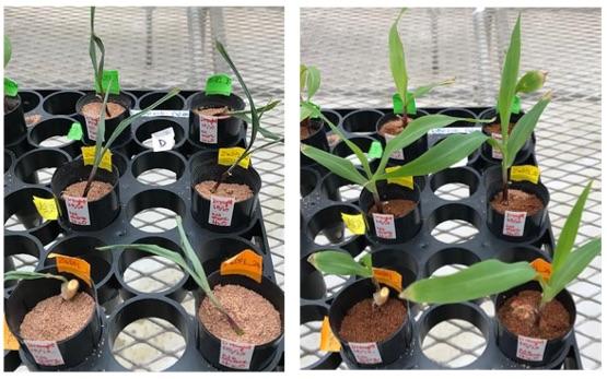 Drought and Re-Wetting