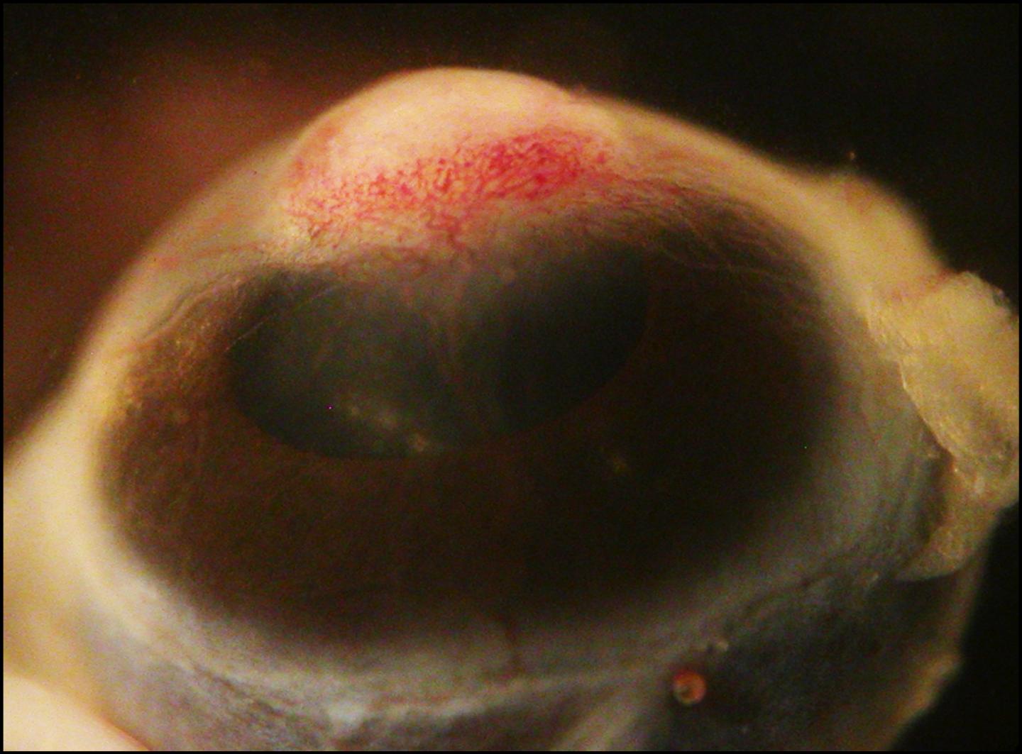 Corneal Metaplasia in a Mouse Eye
