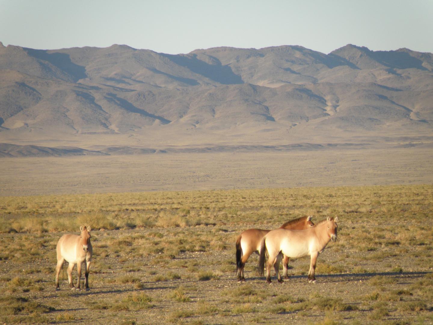Przewalski's Horses