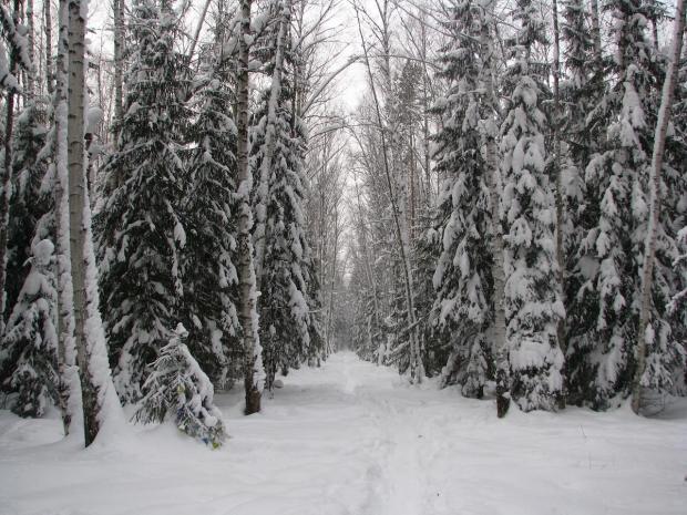 The Changing Snowy Forest Scen [IMAGE] | EurekAlert! Science News Releases