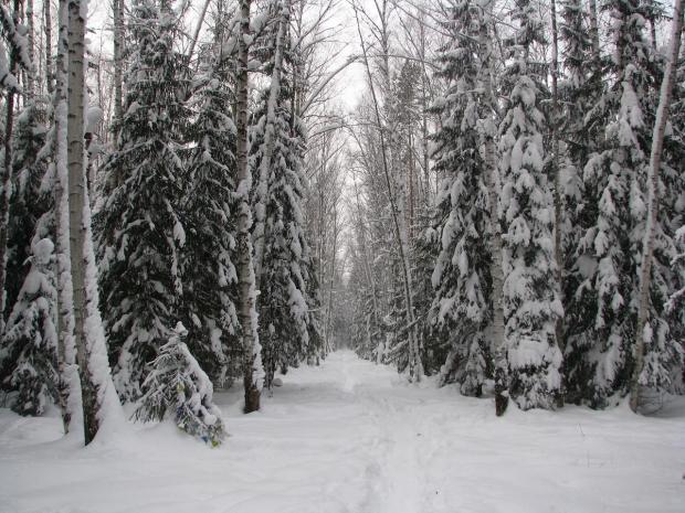 The Changing Snowy Forest Scene