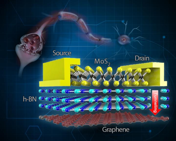 Comparison Between the Synapse and the Two-Terminal Tunnelling Random Access Memory