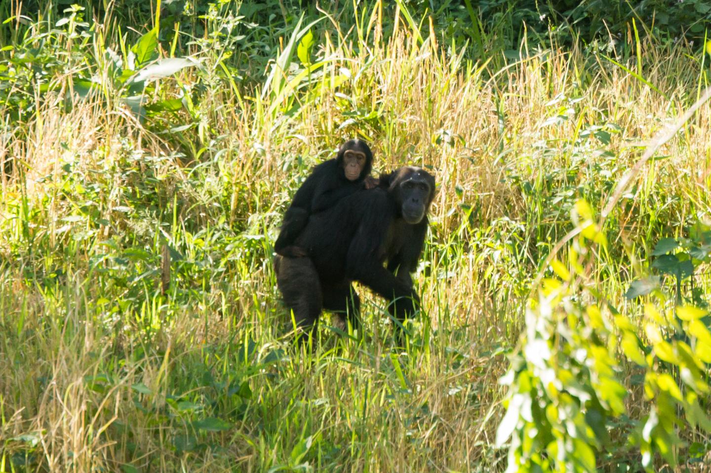 Chimpanzee Mother and Infant Cross Hoima District Uganda