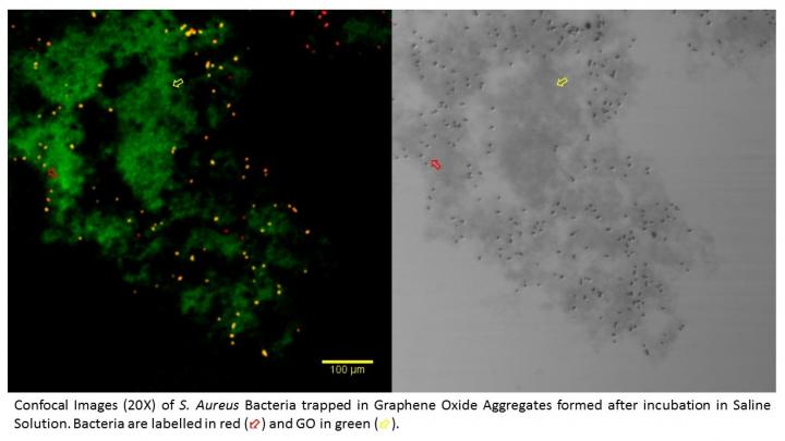 Confocal Images of S. aureus Bacteria Trapped in Graphene Oxide Aggregates