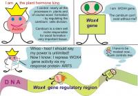 Auxin and WOX4 Gene