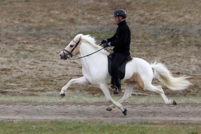 Photo of Icelandic Horse