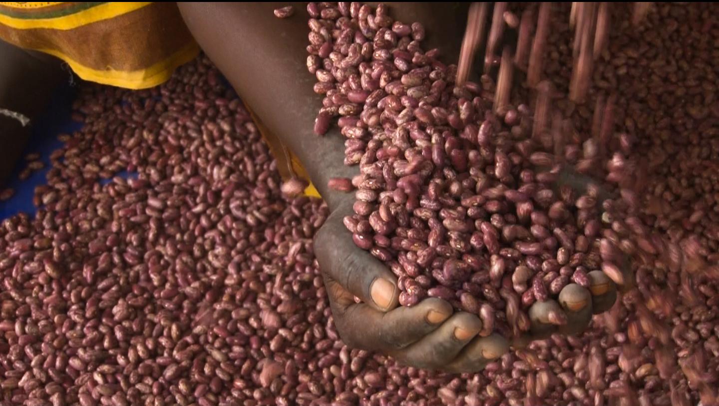 Sorting Beans Rwanda