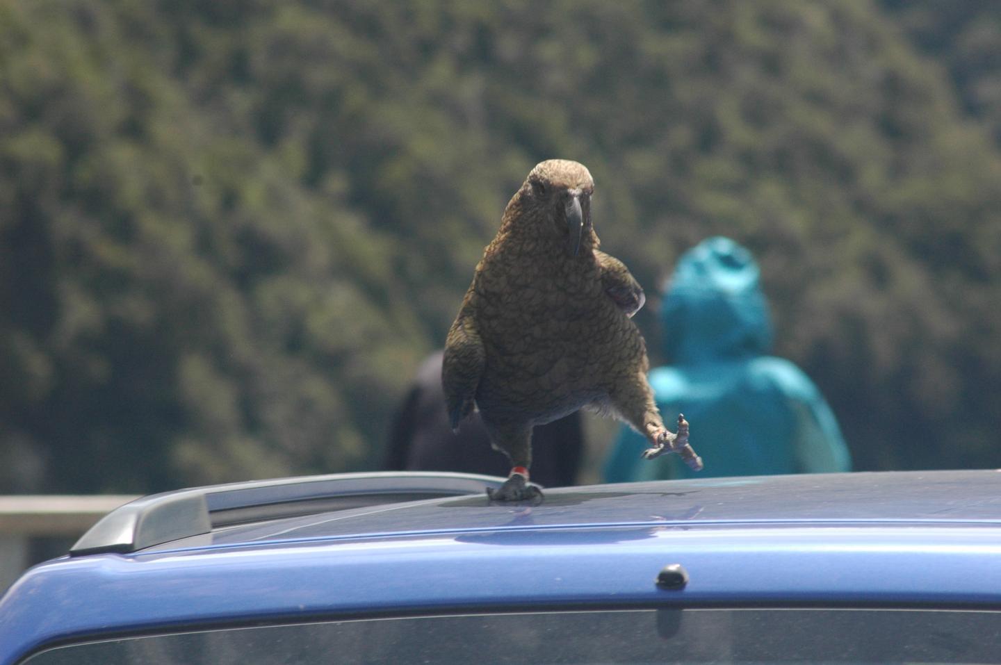Kea on Car Roof