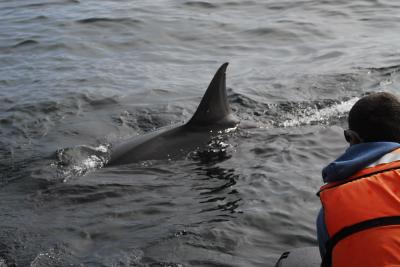 White Shark and Researcher