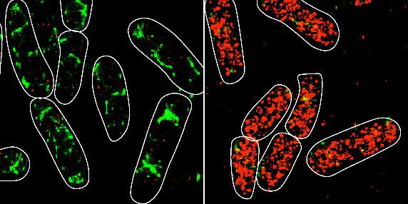 SgrS and ptsG mRNA