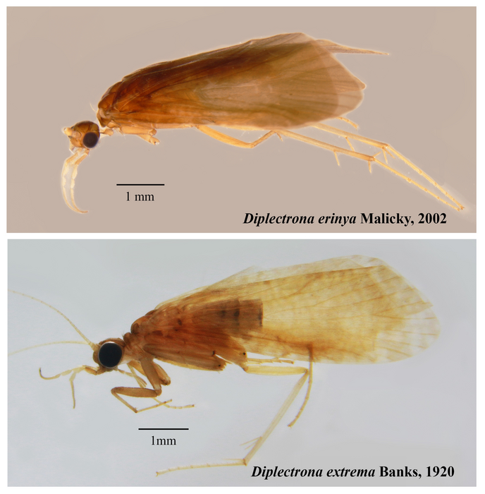 Diplectrona erinya and Diplectrona extrema