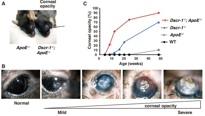 Age-related corneal opacity in a mouse model