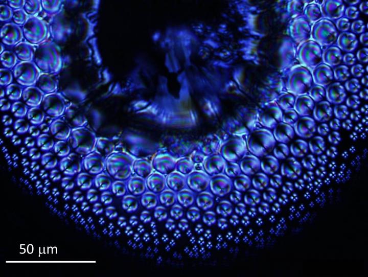 Liquid Crystal Compound Lens
