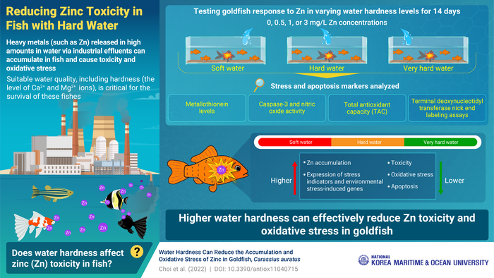 Controlling water hardness can effectively reduce zinc absorption and toxicity in goldfish