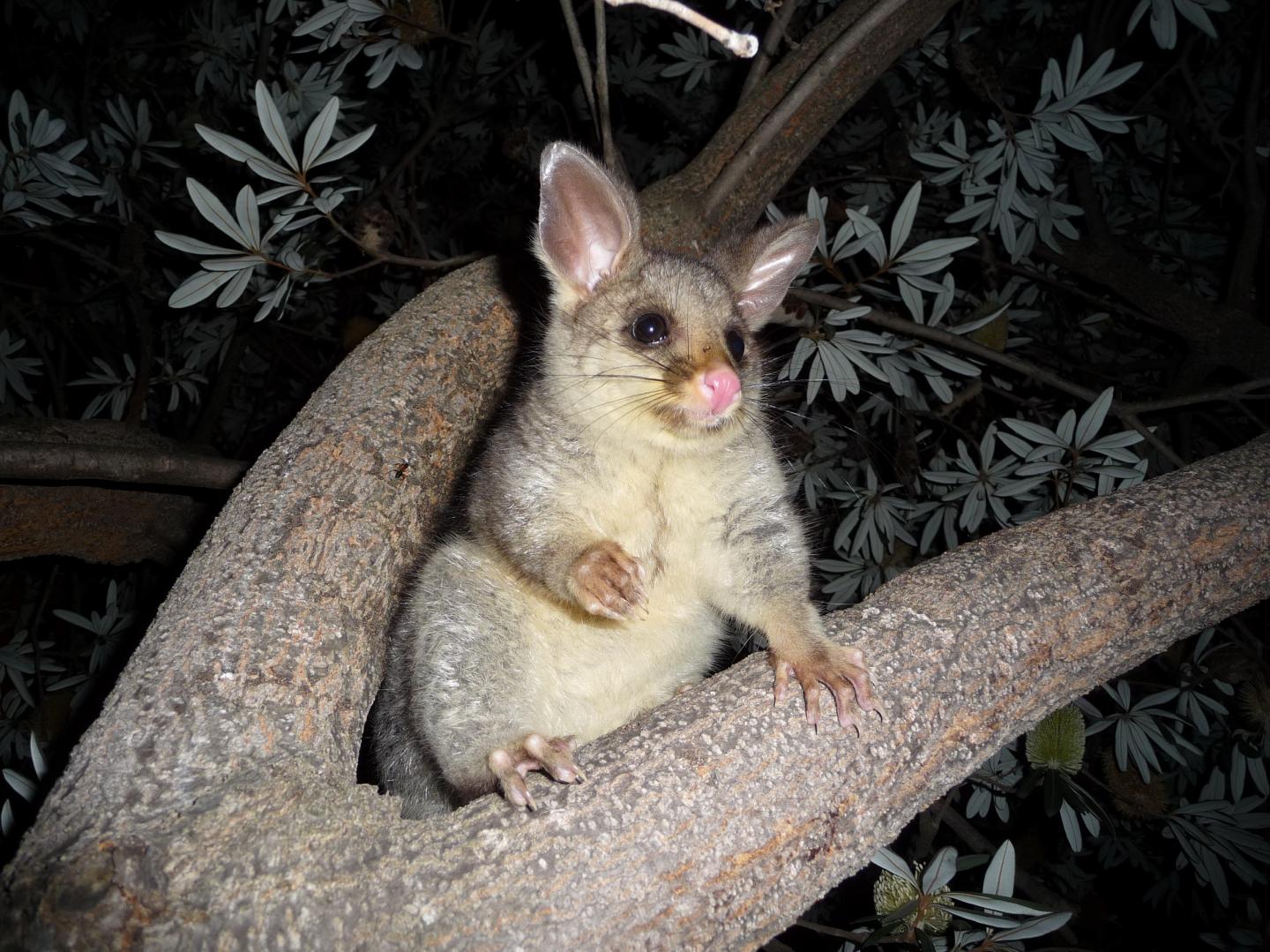 Common Brushtail Possum