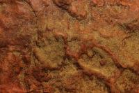 Cast of Cretaceous-era Footprints (2 of 2)