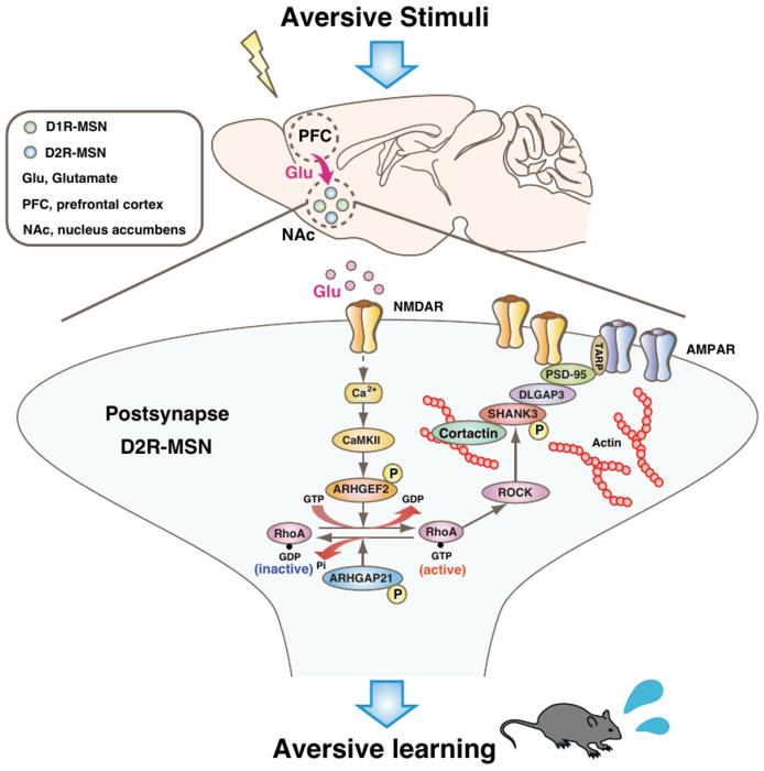 Understanding a signaling cascade essential for aversive learning