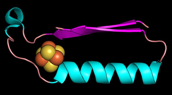 Protein fold