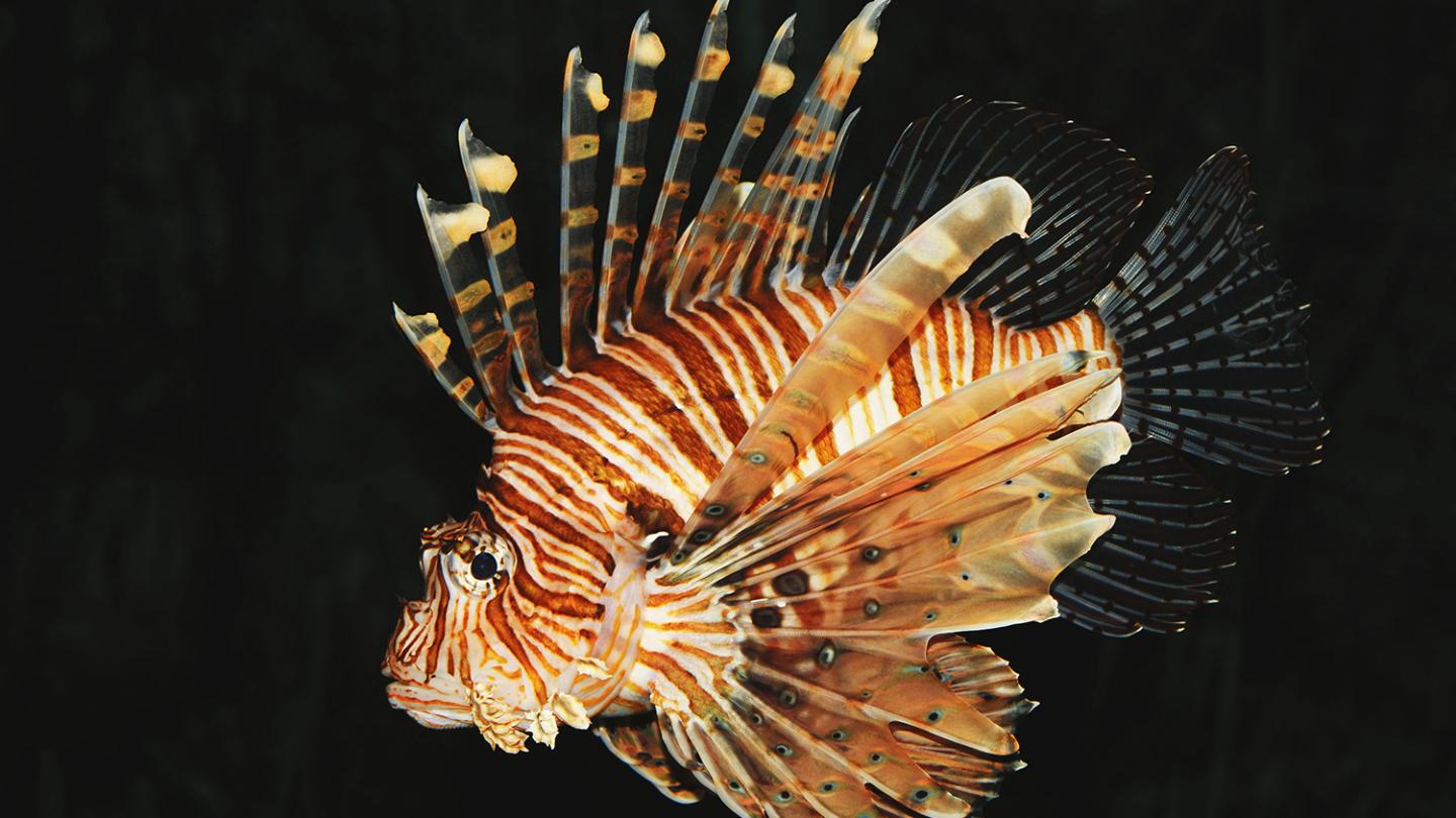 Lionfish Genes Studied for Clues to Invasive Prowess