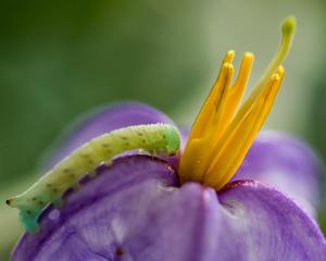 Silverleaf nightshade and tobacco hornworm