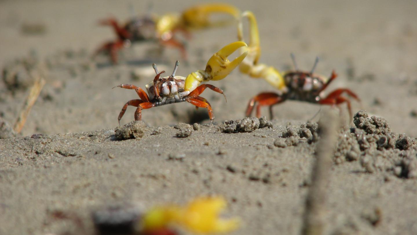 Male Fiddler Crabs