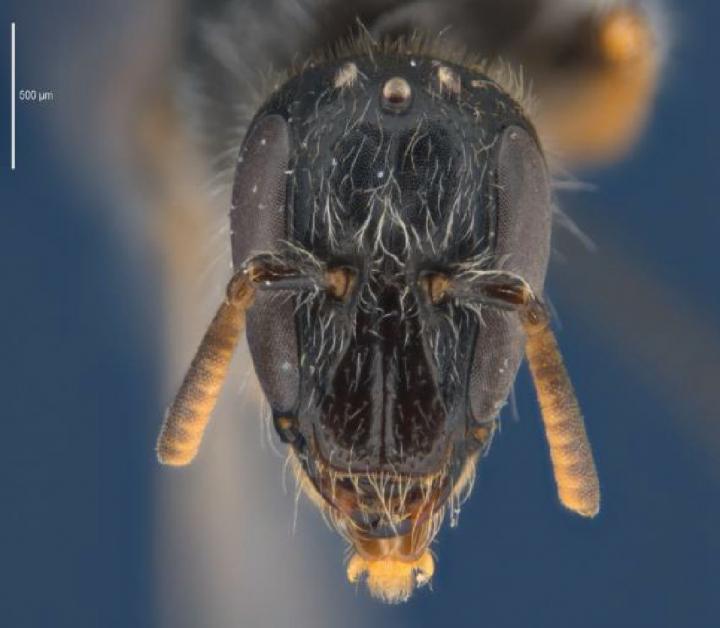 <em>Euhesma aulaca</em>