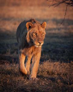 Lion strolling