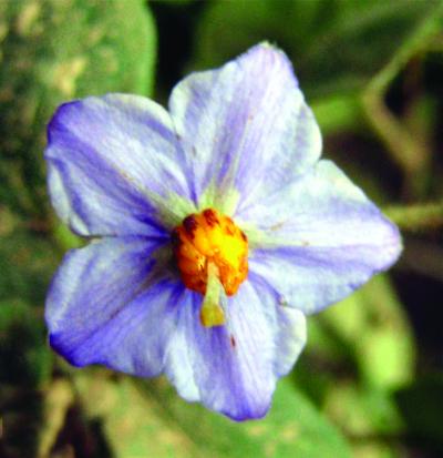 <I>Solanum</I> (1 of 2)