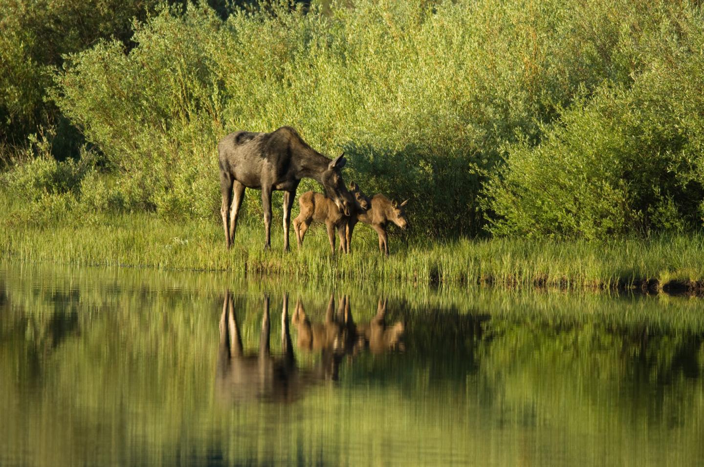 Wyoming Moose