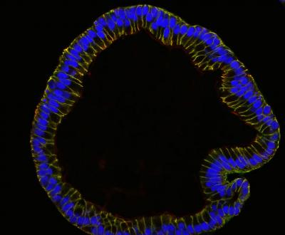 Polarized Epithelial Cells