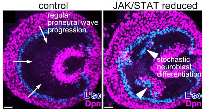 Figure 3 Reduction of JAK/STAT Caused Stochastic Neuroblast Differentiation in Vivo