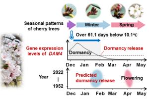 Gene activity of DAM4 affects dormancy release