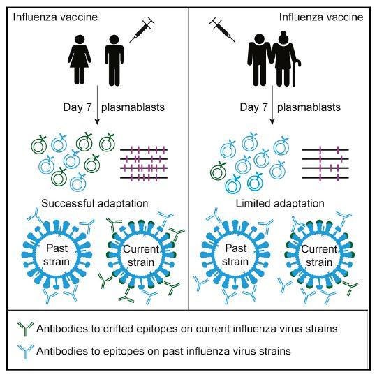 Influenza Vaccine Effectiveness in the Elderly