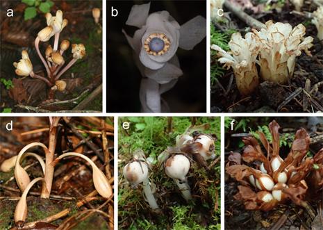Parasitic Plants Rely on Unusual Method to Spread Their Seeds (Fig. 2)