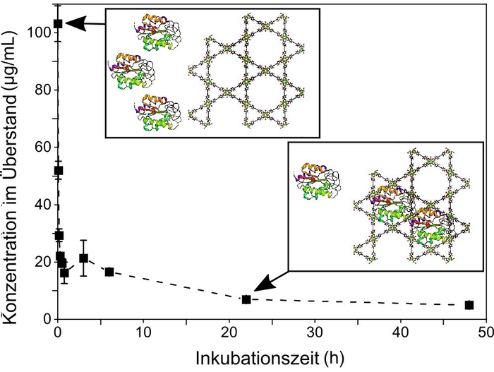 The huge biomolecules diffuse individually into the tightly fitting pores of a metal-organic framework. (Graphics: Dr. Raphael Greifenstein, KIT)