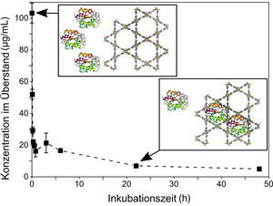 The huge biomolecules diffuse individually into the tightly fitting pores of a metal-organic framework. (Graphics: Dr. Raphael Greifenstein, KIT)