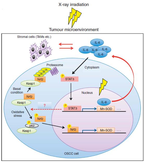 Reducing the radioresistance of cancer EurekAlert!