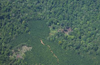 Oil Palm Plantations