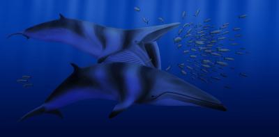 New Fossil Whale: <i>Balaenoptera bertae</i>