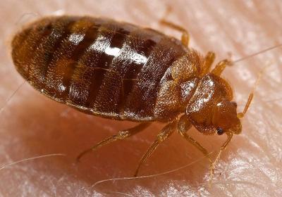 A Bed Bug, <i>Cimex lectularius</i>